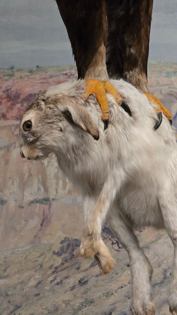 A worried-looking taxidermy bunny in the talons of an eagle