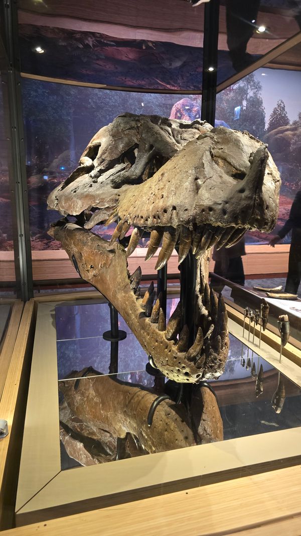 A T-Rex skull belonging to SUE