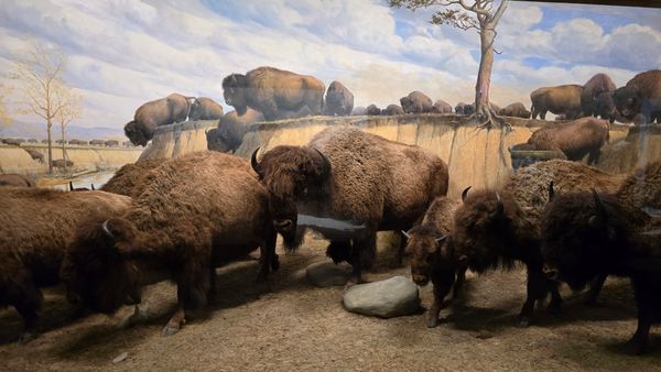 A display of a taxidermy bison family.