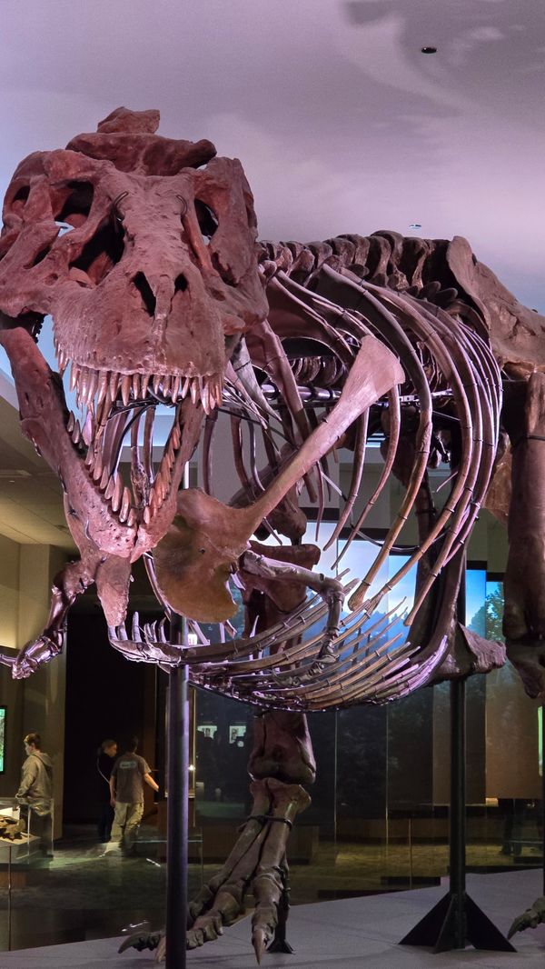 A head on picture of SUE the T-Rex.