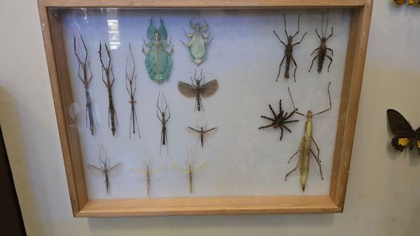 A display case of taxidermy mantises and walking stickes, along with a spider.