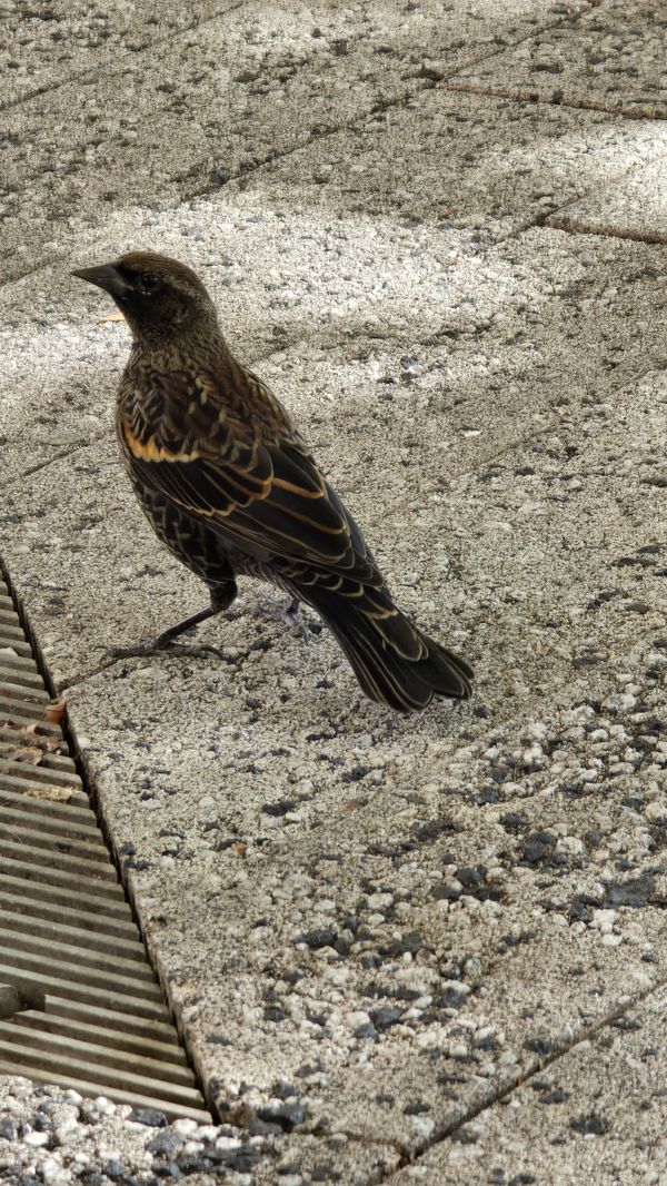 A small black bird, with gold-lined feathers.