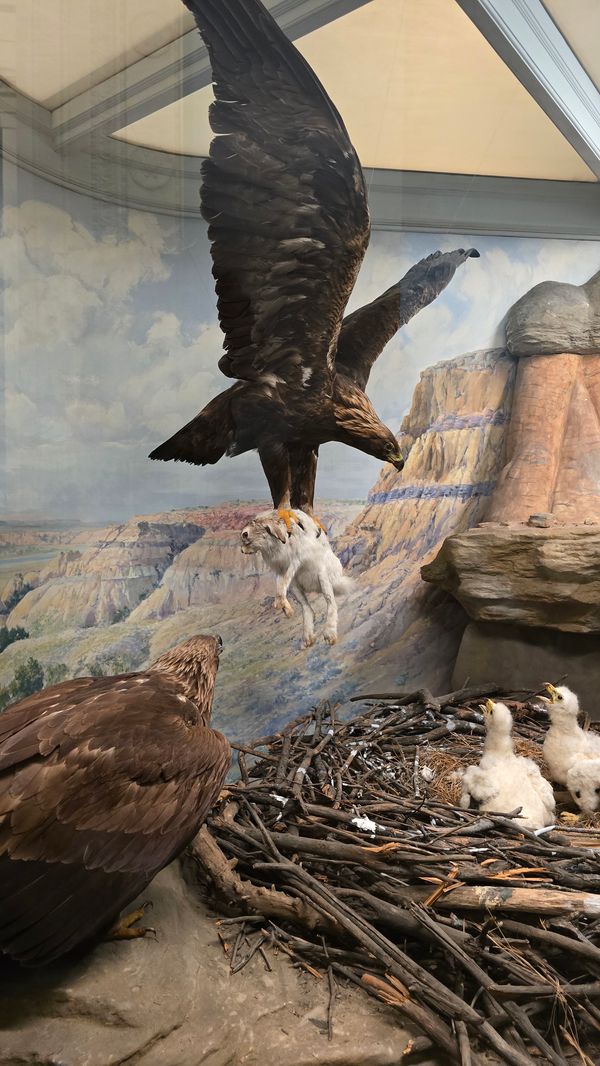 A photo of a taxidermy eagle feeding a taxidermy bunny to some taxidermy eaglets.