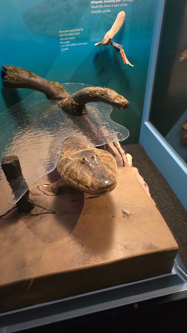 A photo of an ancient reptile with eyes in the middle of its head, displayed to appear as if it is peering above a water line.