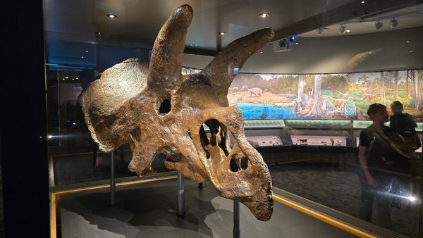 A Triceratops skull