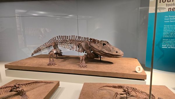 The skeleton of an ancient reptile, about 5 feet long and quadrupedal.