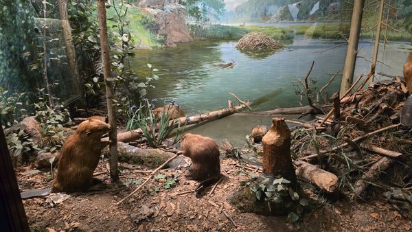 A display of a taxidermy beaver family.