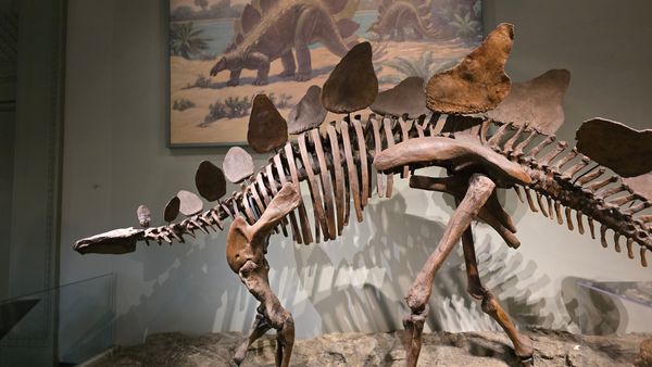 A Stegosaurus skeleton