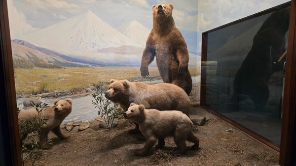 A display of a taxidermy bear family.