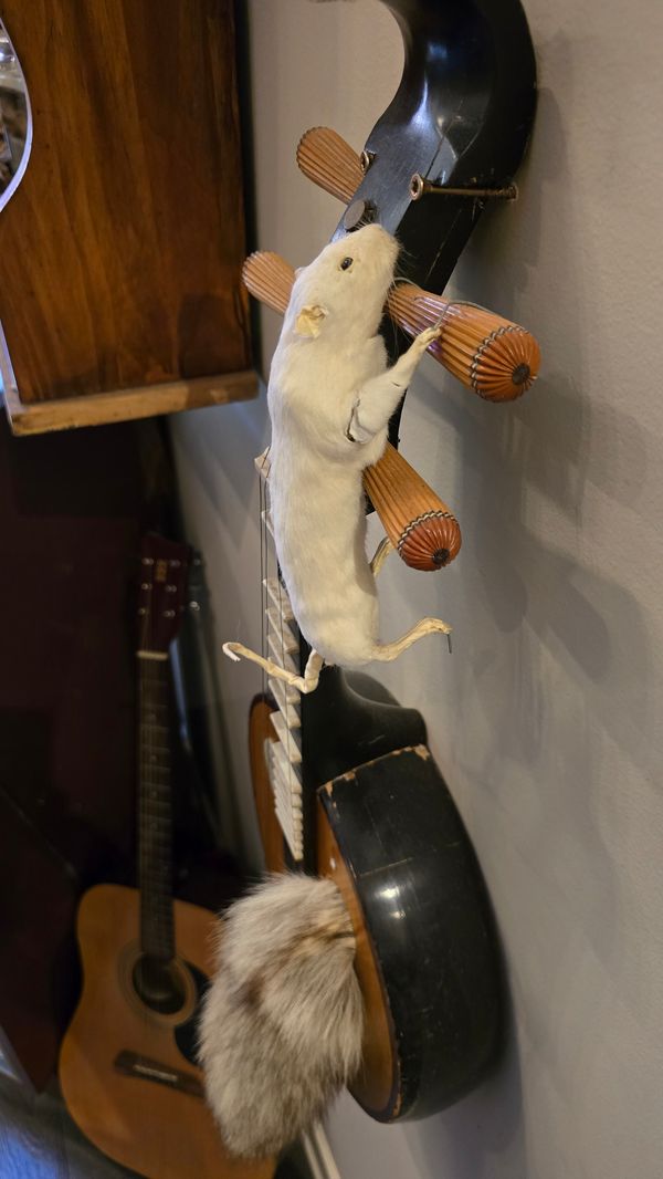 A stringed instrument (guitar?) attached to a wall, which a taxidermy mouse climbing on the tuning pegs. A fluffy tail sticks out of the hole in the body of the instrument.