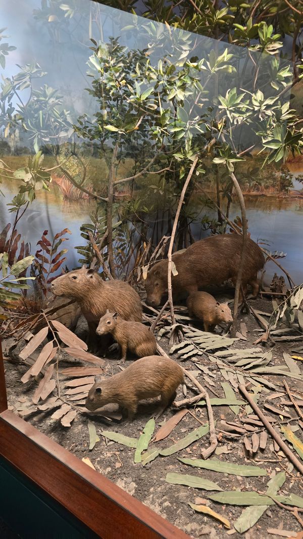 A display of a taxidermy capybara family.