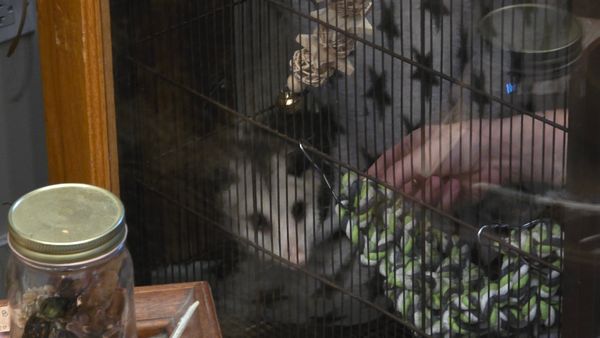 A blurry photo of Opal the opossum, sticking her head out from behind a star-patterened fabric. A museum worker's hand is extended toward Opal from the right of frame. Opal is at the viewer.