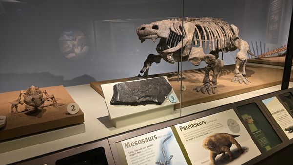 A display of Pareiasaurs and Mesosaurs, featuring their fossils.