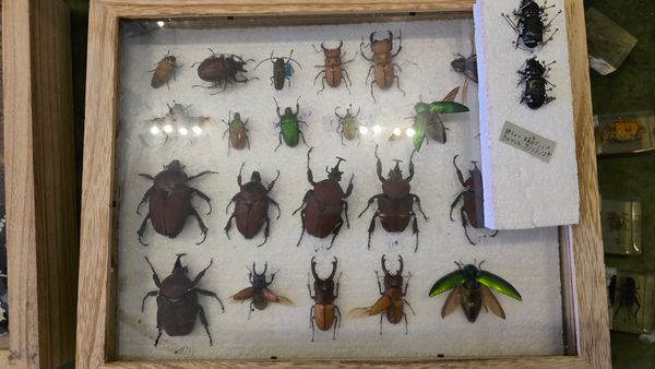 A display case of various taxidermied beetles