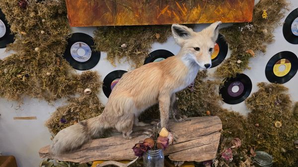 A taxidermy fox standing on a log. In front of it is a jar full of wilted roses, and the wall is govered in a green-brown moss interspersed with 45 records.