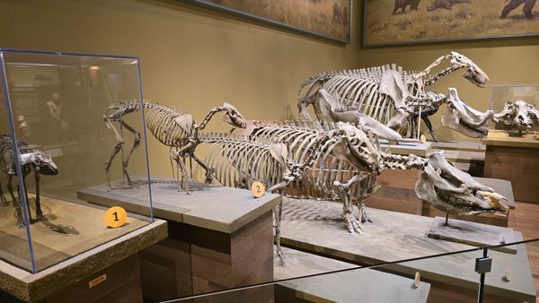 Several proto-horse skeletons