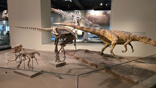 A display of several raptor skeletons, and on raptor with sculted skin to appear more lifelike.