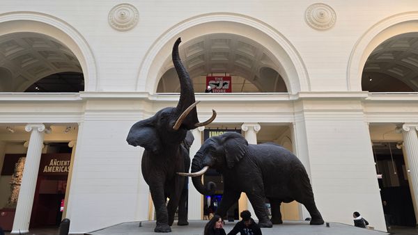 A photo display of two elephant statues in the main hall of the Field Museum. One has it's trunk raised.