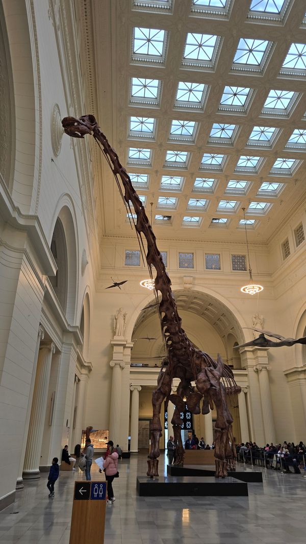 A photo of Máximo te Titanosaur on display in the Field Museum