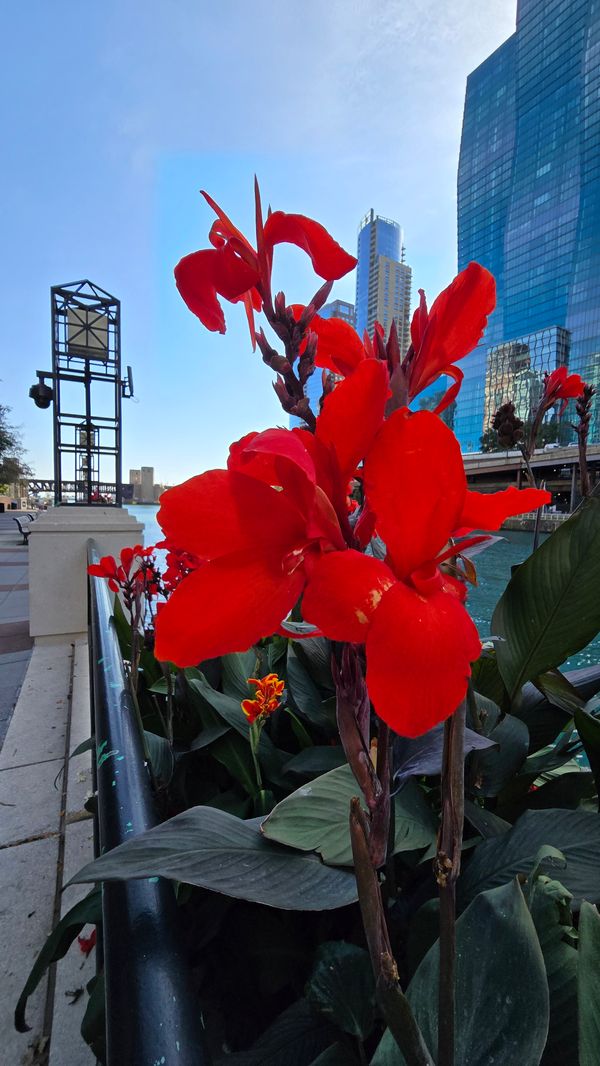 Some bright red flowers with the Chicago River in the background.