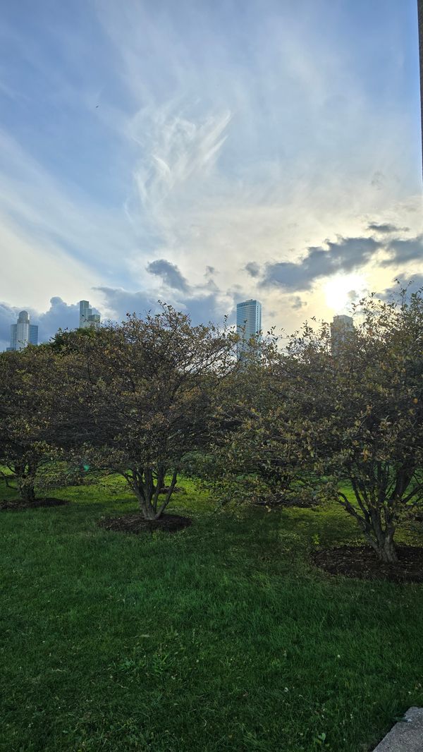 A picture of some trees near a footpath, with a sunlit Chicago skyline in the background