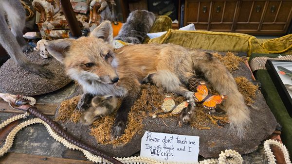 A photo of a taxidermy fox, in a laying position on some faux grass. On its back feet are some taxidermy orange butterflies. A handwritten sign in front of the fox reads 'Please dont touch me I'm very fragile and WILL cry :('