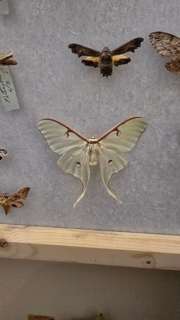 A photo of taxidermied moths.