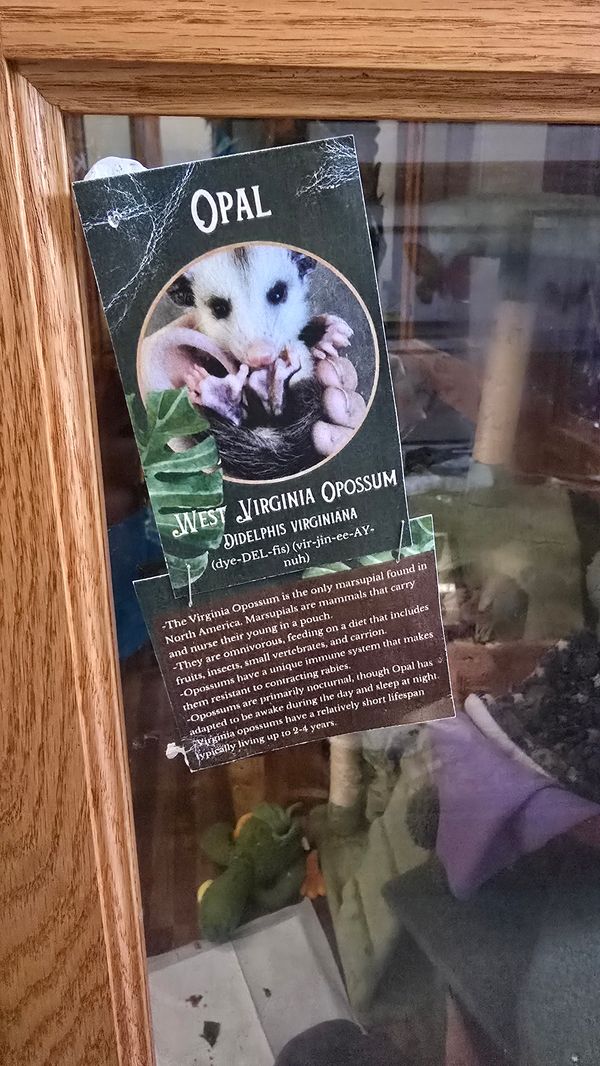 A small sign outside a large display case, labeled 'OPAL / West Virginia Opossum / Didelphis Virginiana / (dye-DEL-dis) (vir-jin-ee-AY-nuh).' The sign also has a picture of Opal. Below the sign is an info card with facts about opossums.