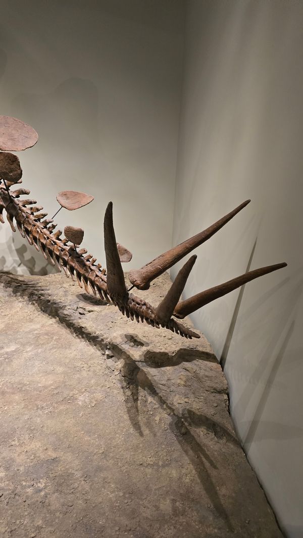 A Stegosaurus tail.