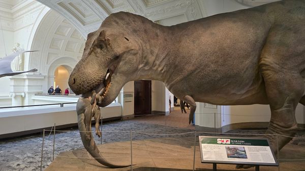 A display of a T-Rex eating a smaller dinosaur