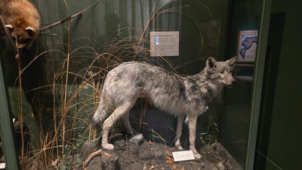 A taxidermy wolf with a sign in the background speaking to wolf conservation efforts.