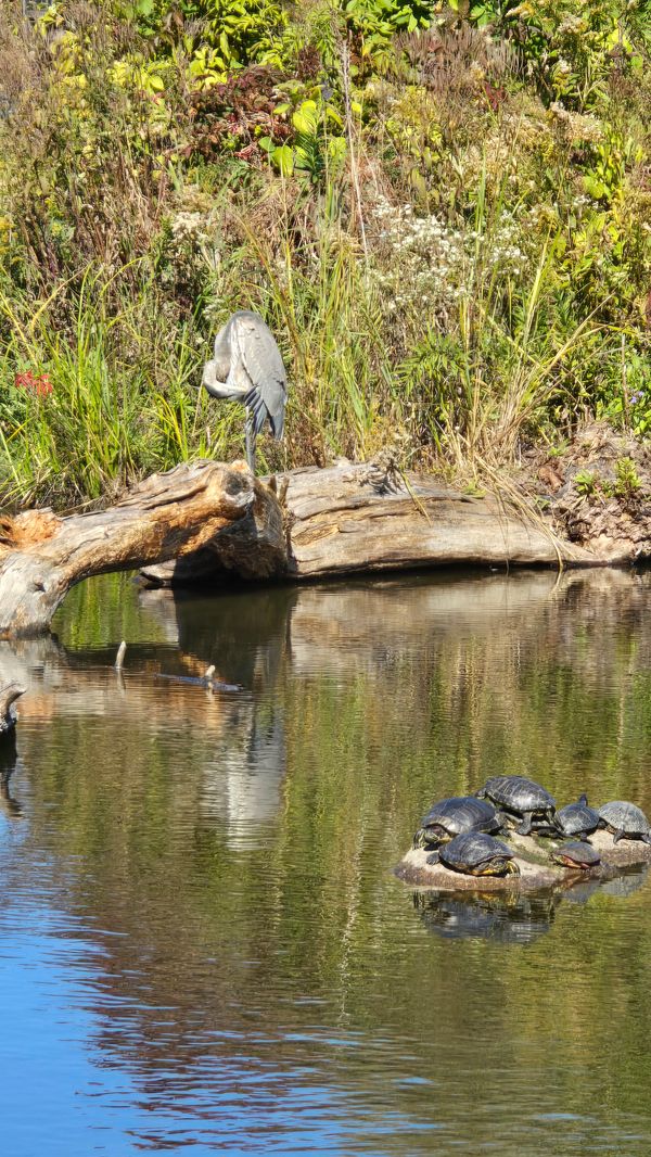 A heron standing and grooming itself on a log over a pond, while a group of turtles hang out on an adjacent log.