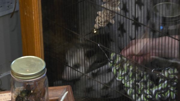 A blurry photo of Opal the opossum, sticking her head out from behind a star-patterened fabric. A museum worker's hand is extended toward Opal from the right of frame. Opal is looking off to the left.